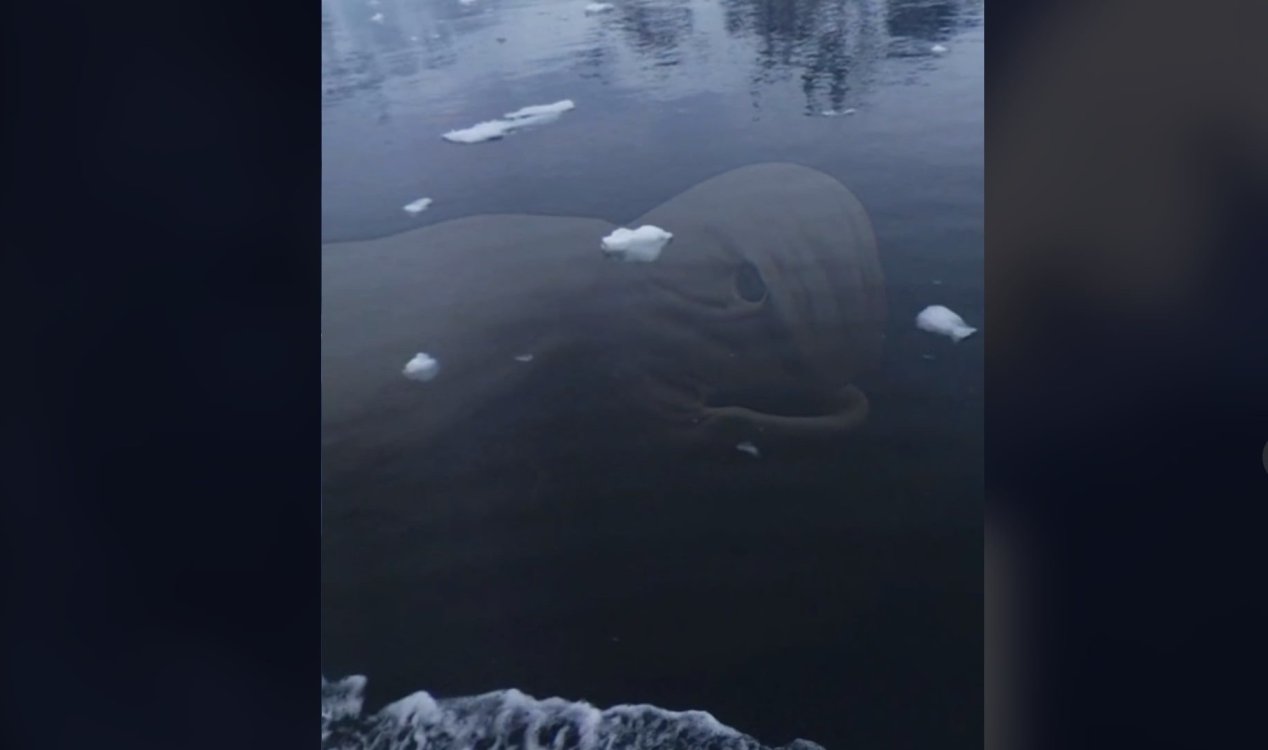 Alleged sea monster in Antarctica.