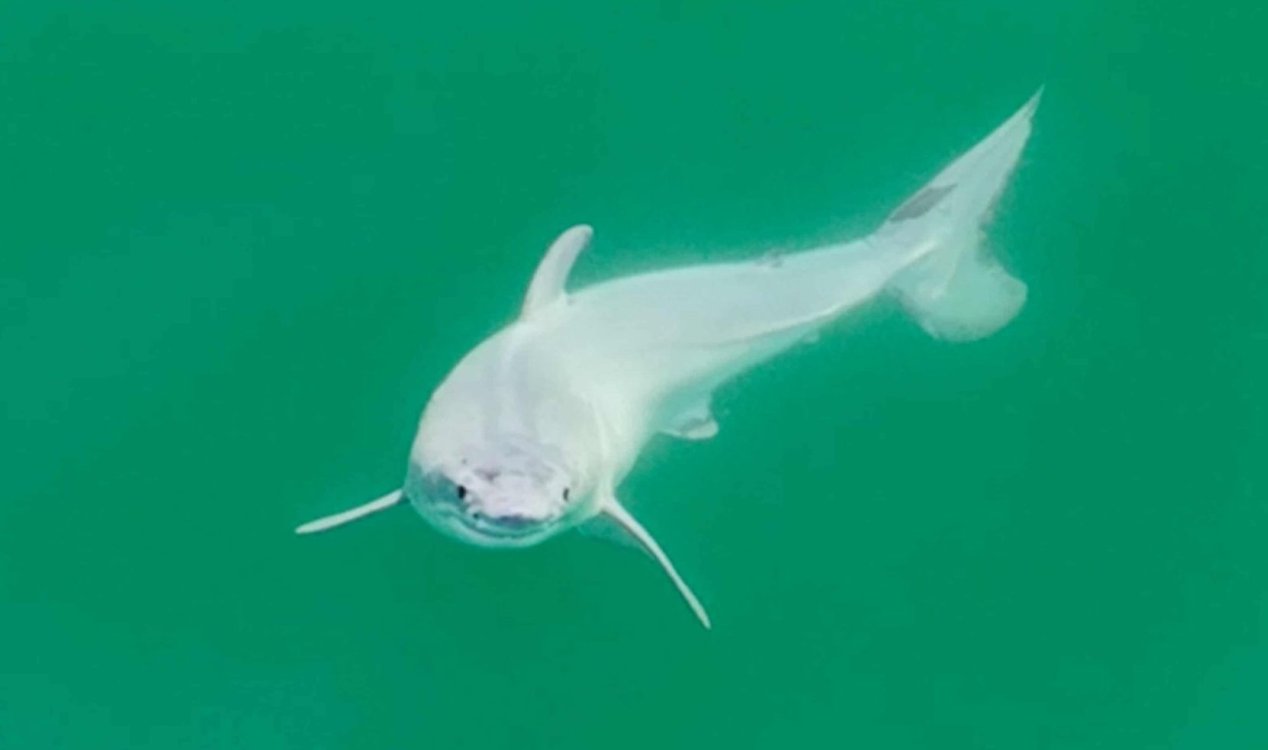 Baby great white shark.