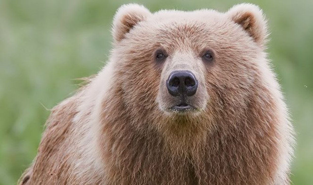 Brown Bear