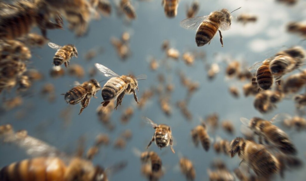 Bees