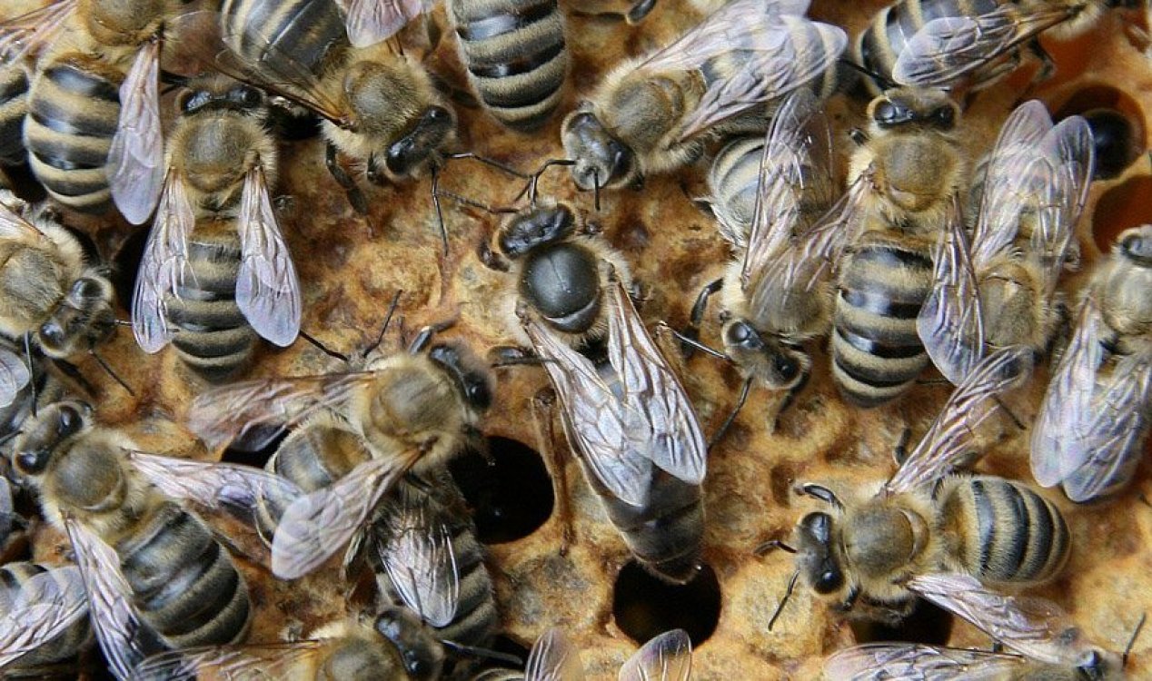 Bees crawling on a honeycomb.