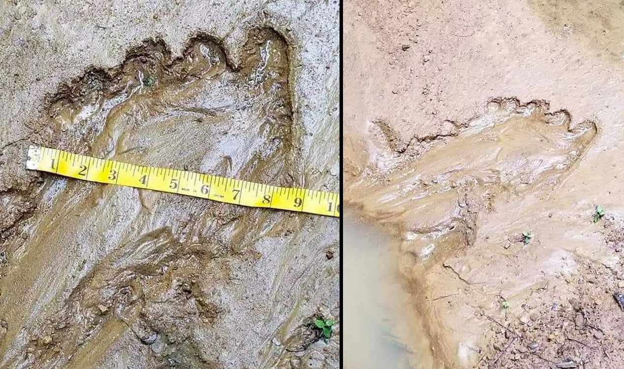 Possible Bigfoot prints.