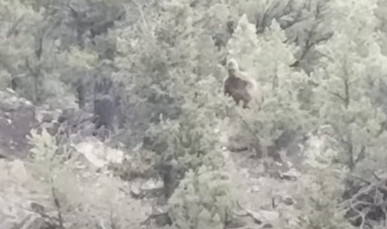 Bigfoot Colorado