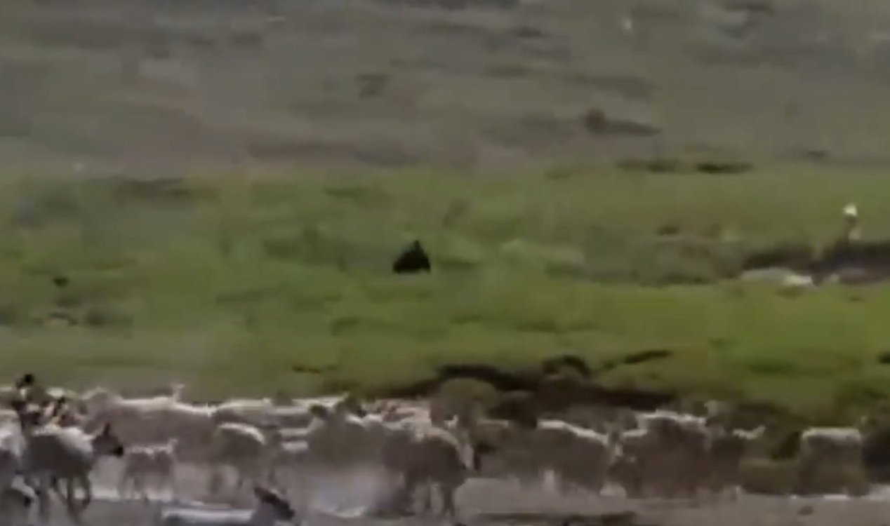 Bigfoot in nature doc