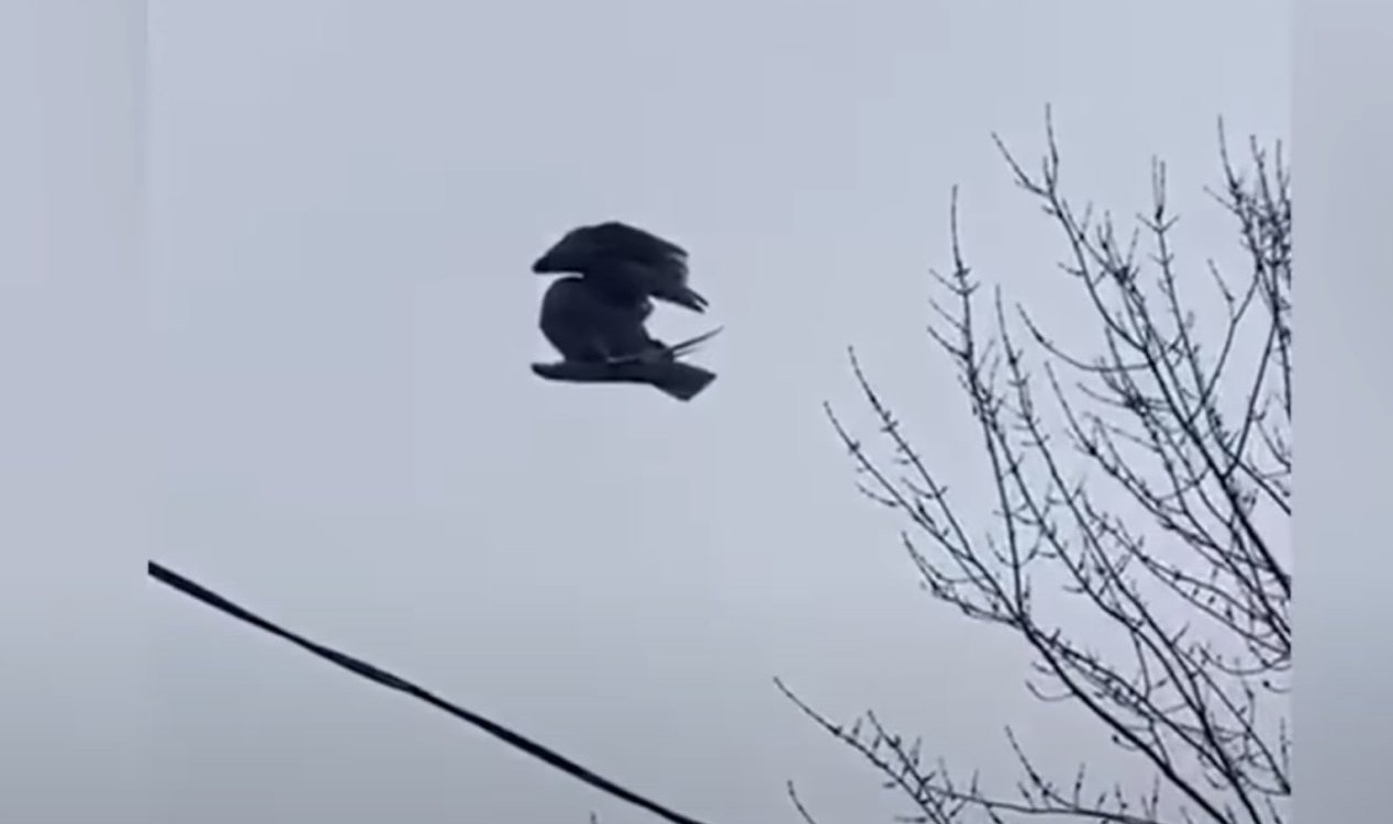 'Glitch in the Matrix' as dead bird is filmed motionless in mid-air News-hq-bird-mid-air