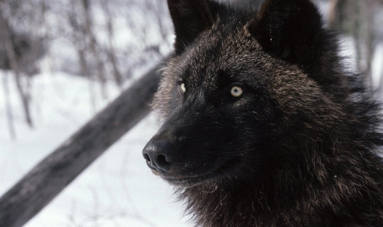 A large black wolf in the snow.