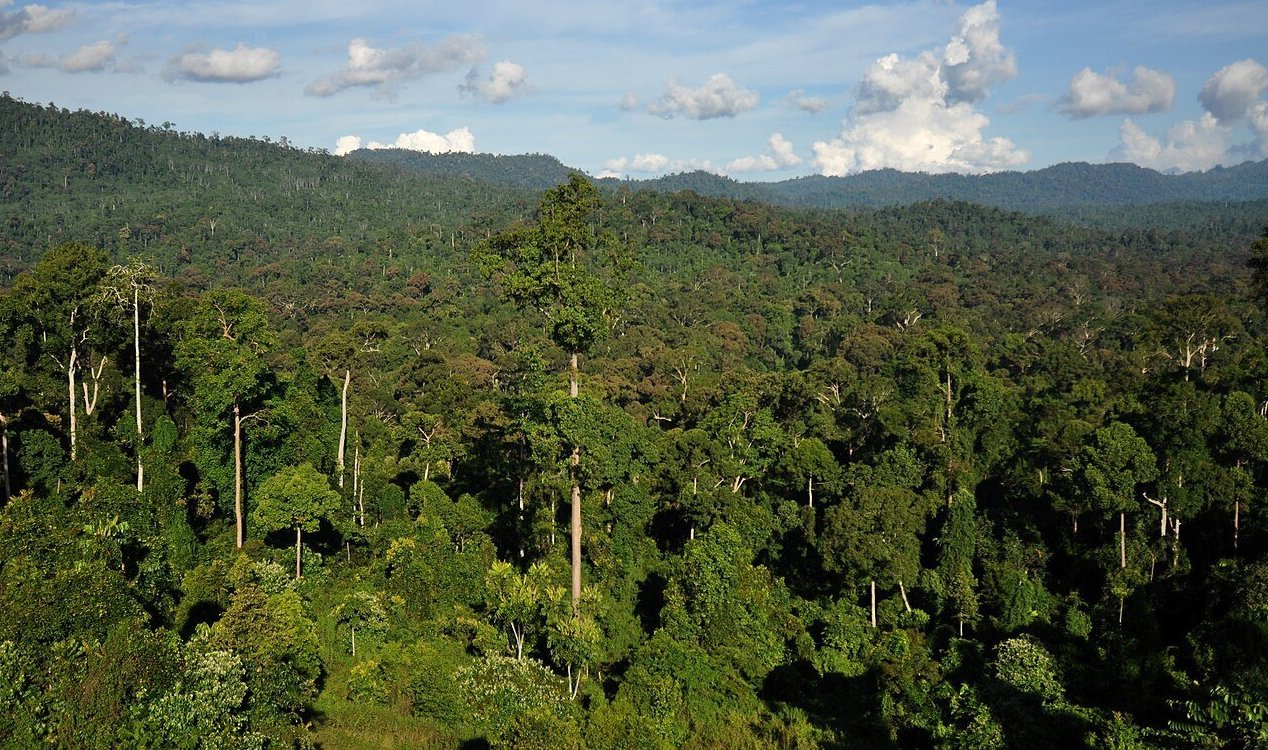 Borneo Rainforest