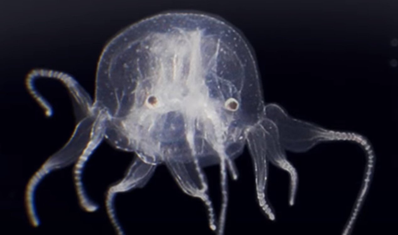 HKBU discovers new species of jellyfish in Hong Kong News-hq-box-jelly