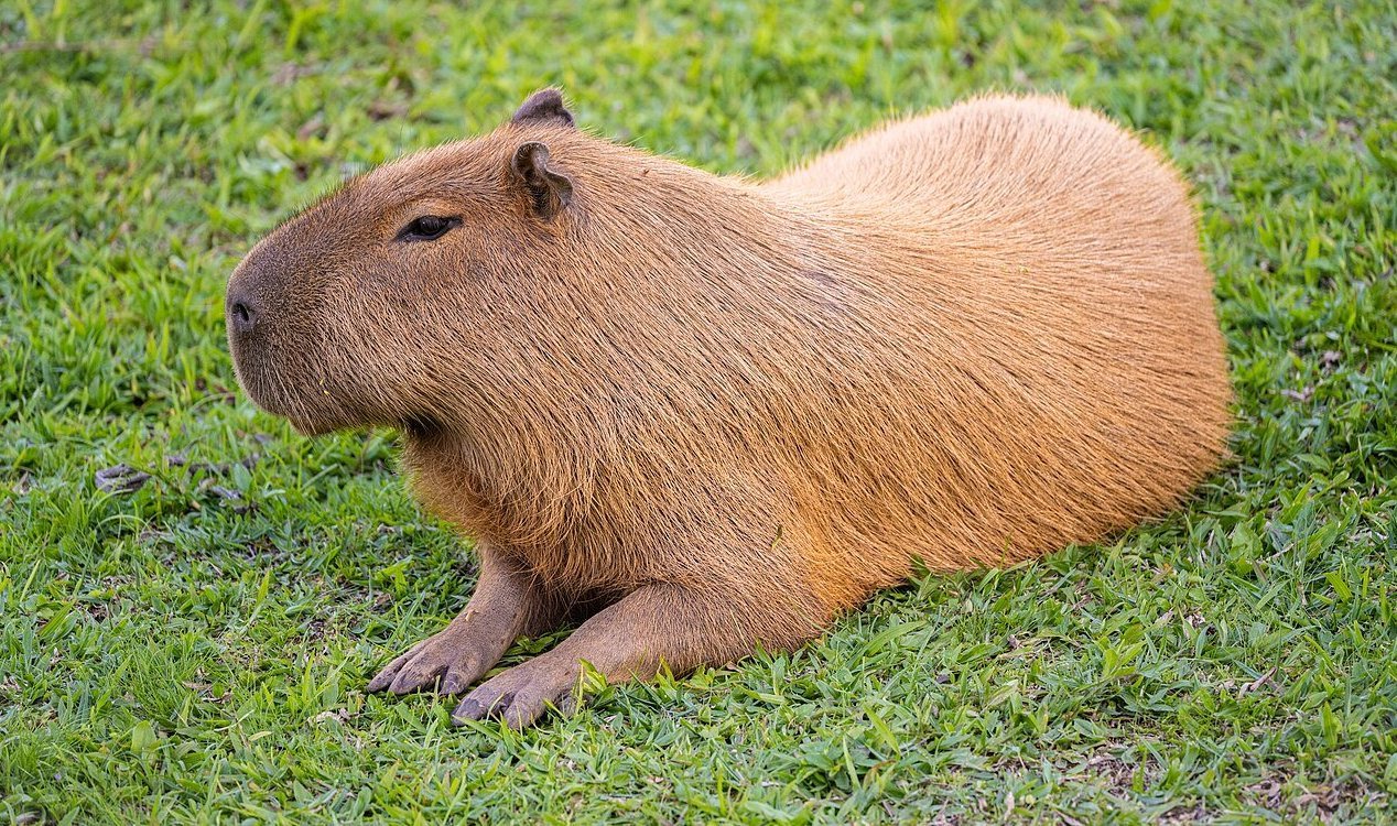 Capybara