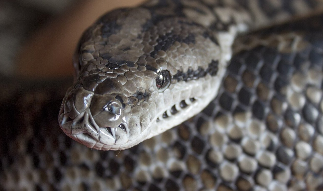 Carpet Python