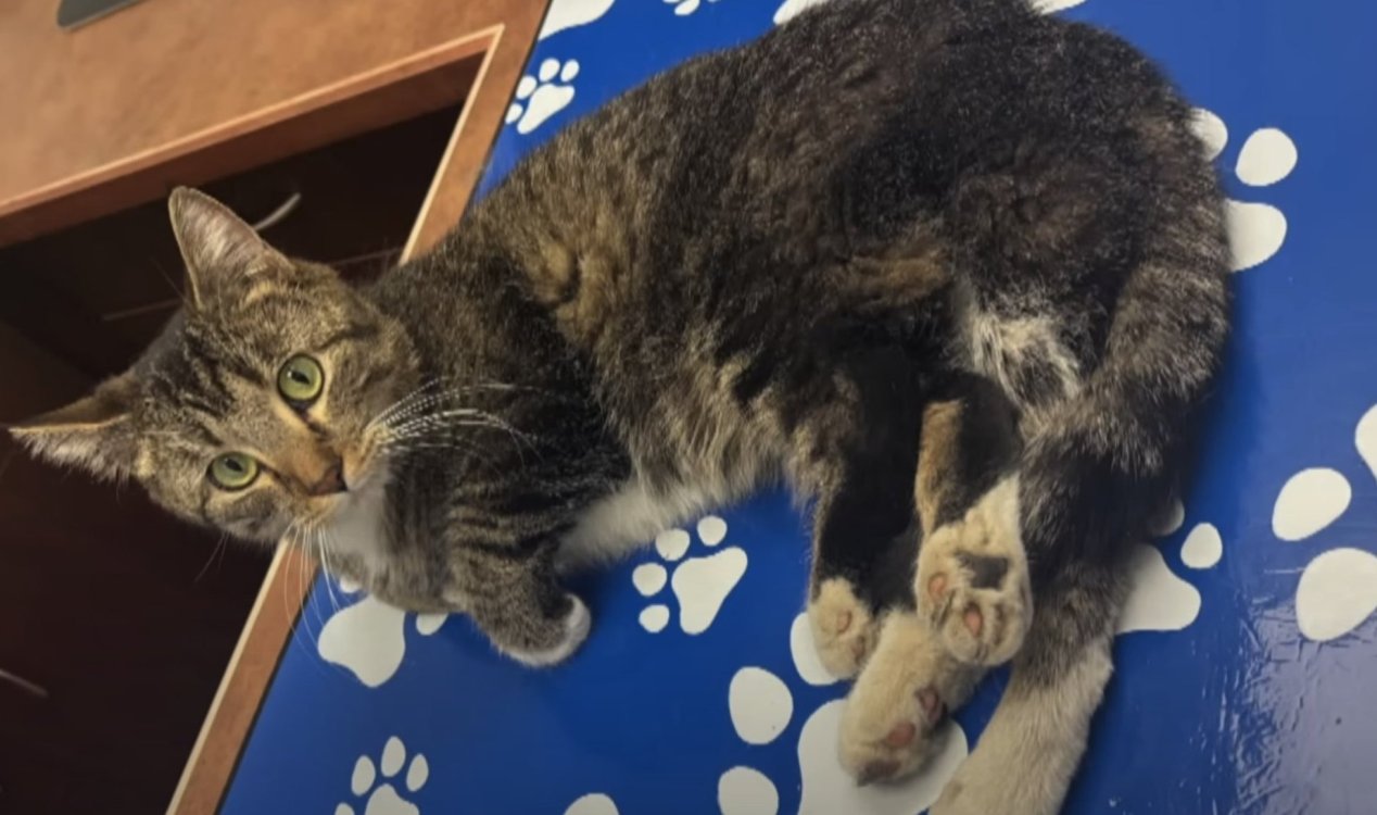 6-legged cat