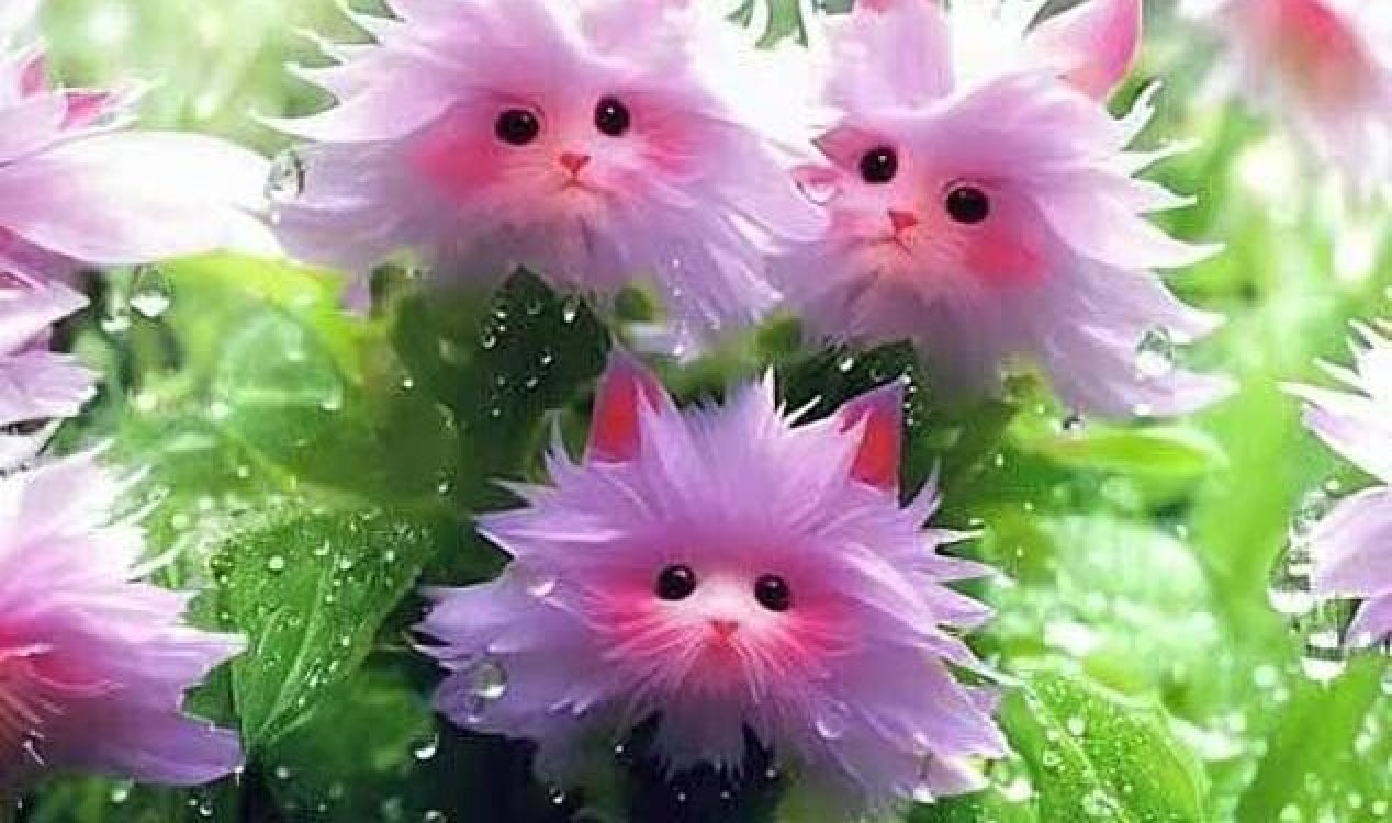 Fake cat-shaped flowers.