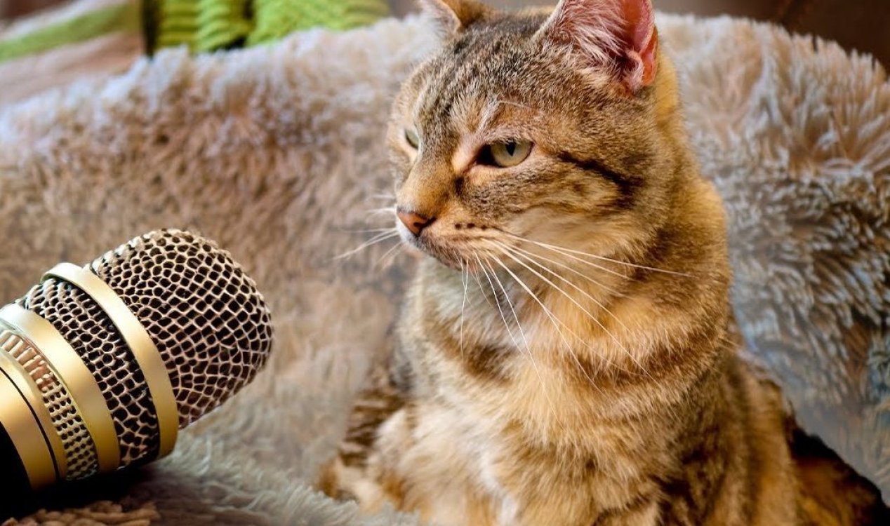 Cat with the world's loudest purr.