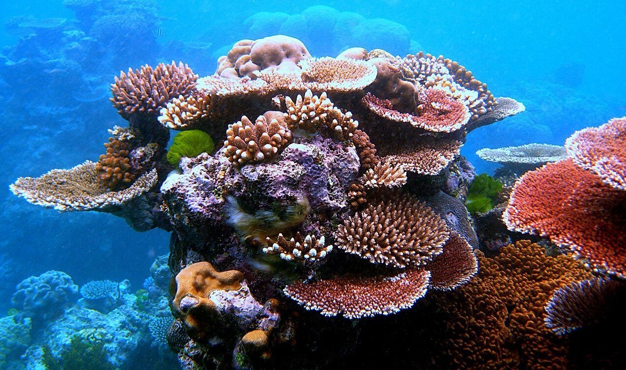 Coral reef