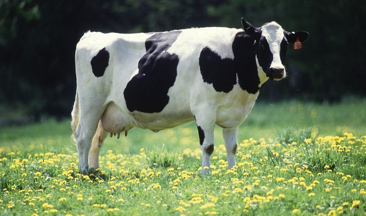 Cow