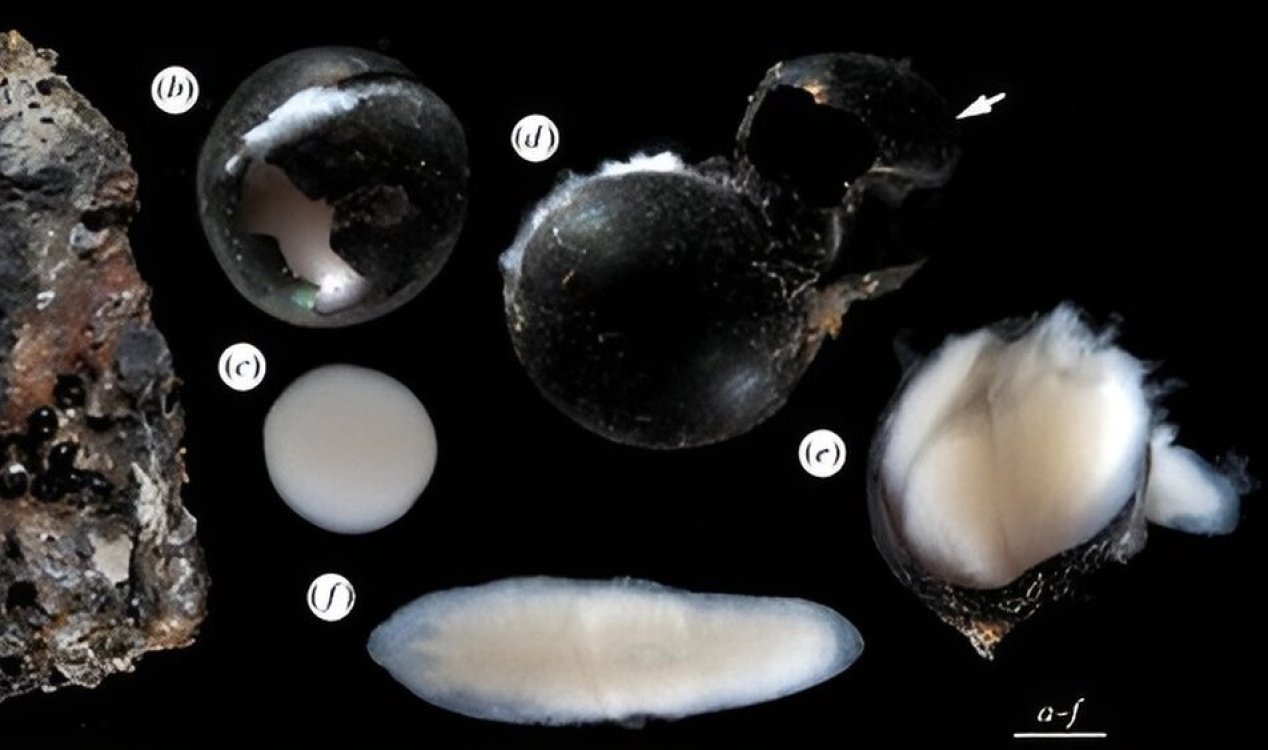 Deep sea flatworm eggs.
