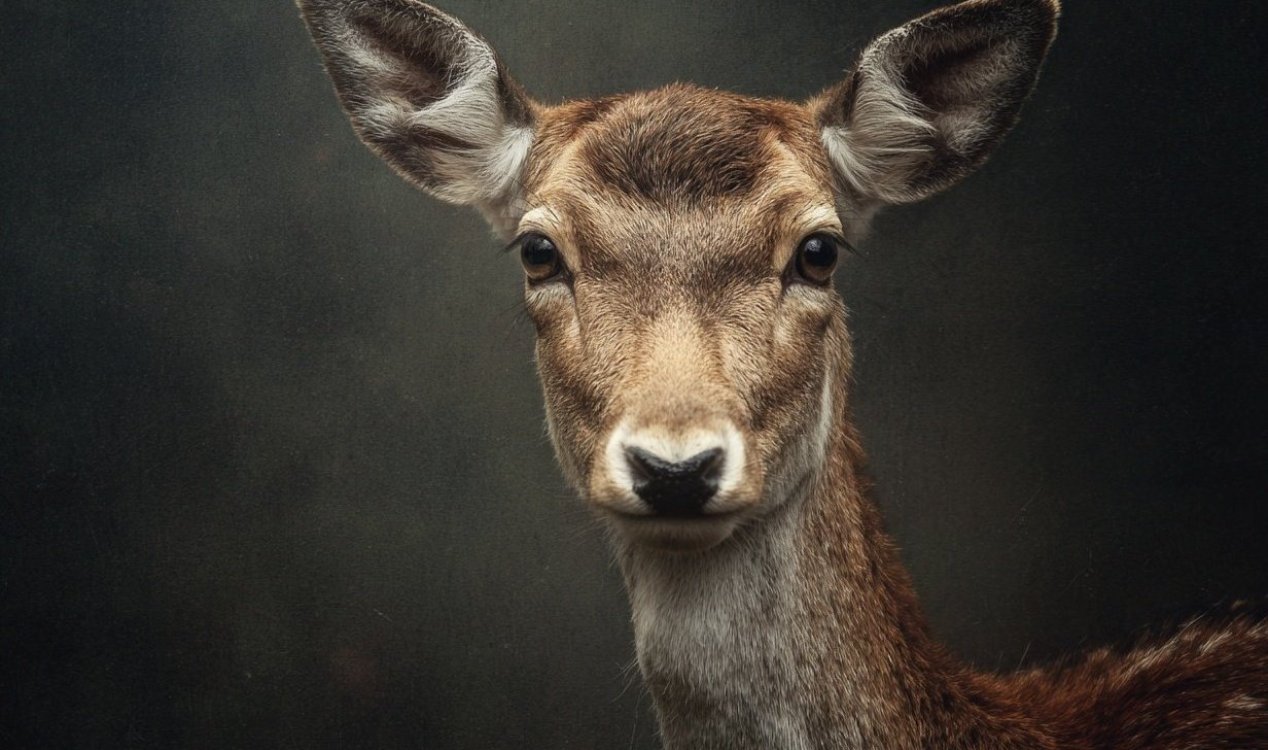 Deer