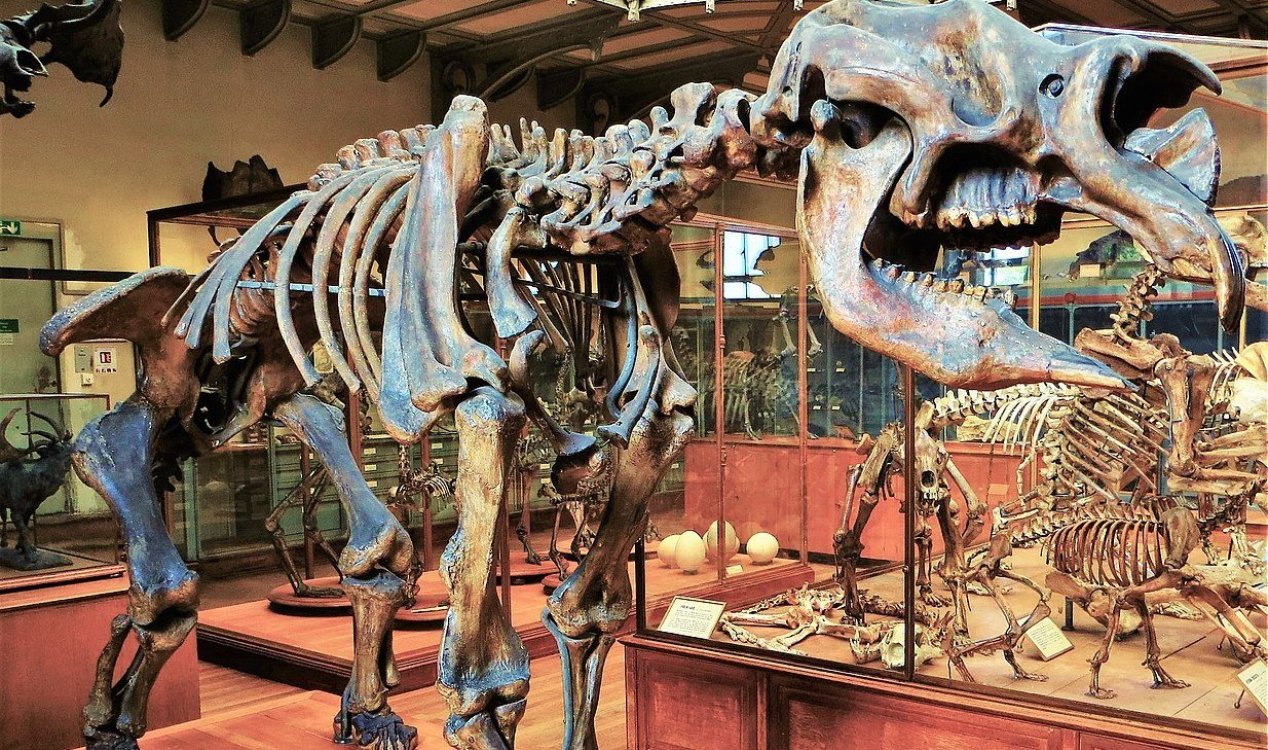 Diprotodon skeleton at the National Museum of Natural History in Paris.