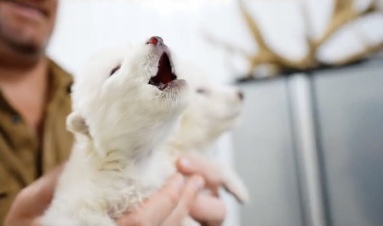 Dire wolf pups