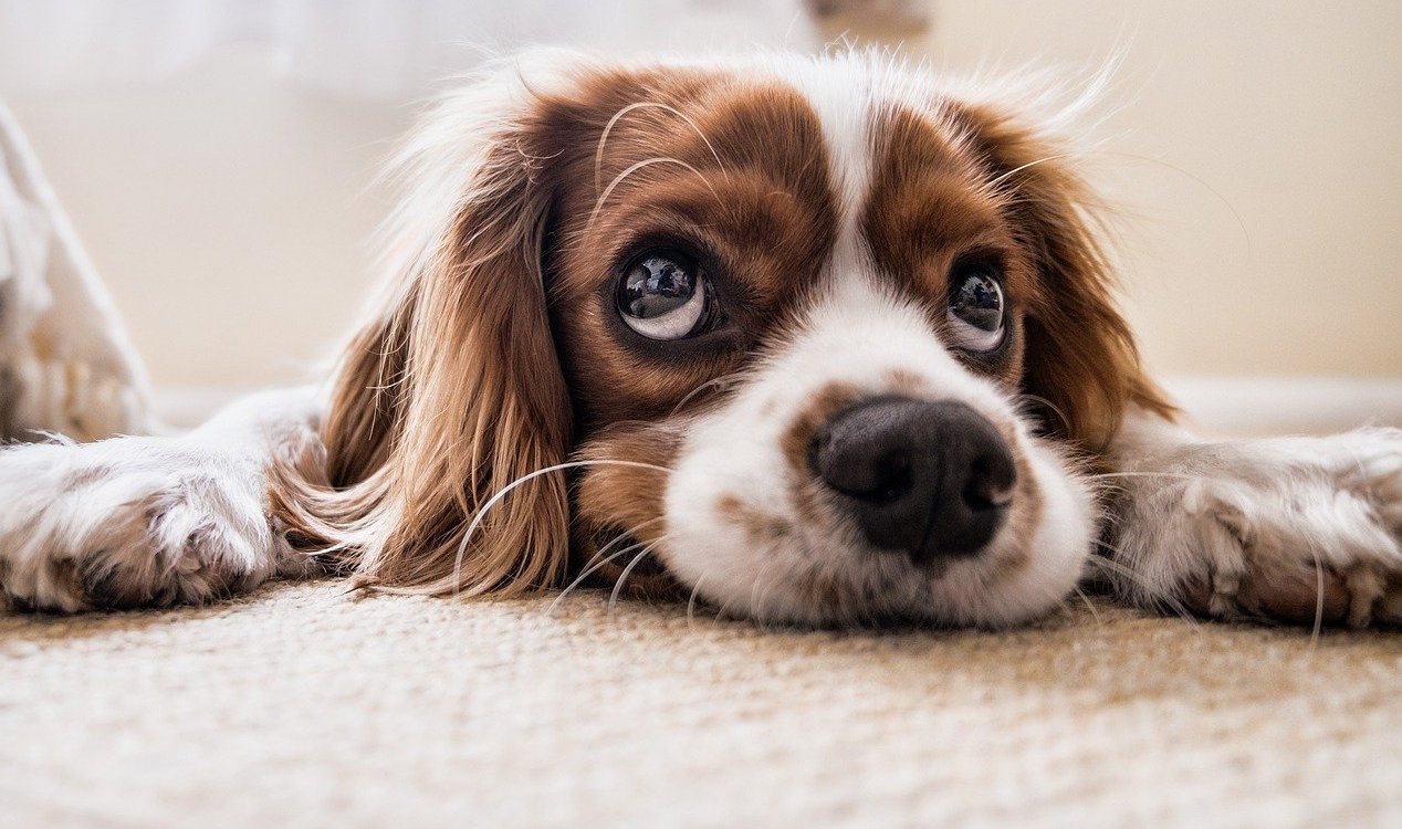 Cute dog lying down.