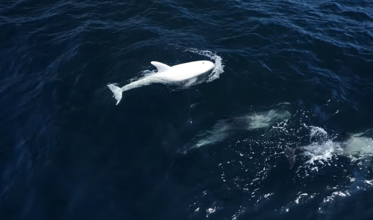 Rare all-white Risso's dolphin filmed in Monterey Bay, California News-hq-dolphin-casper