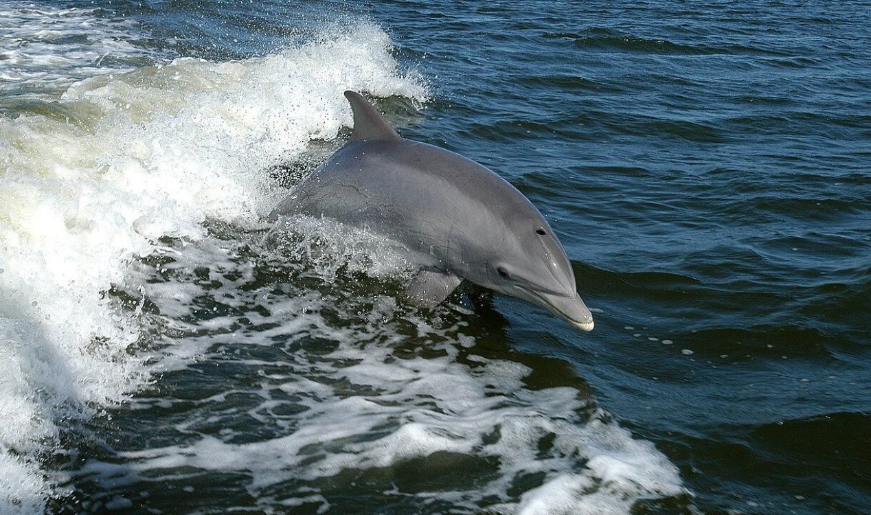Dolphin
