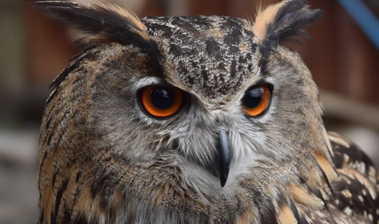 Eagle owl