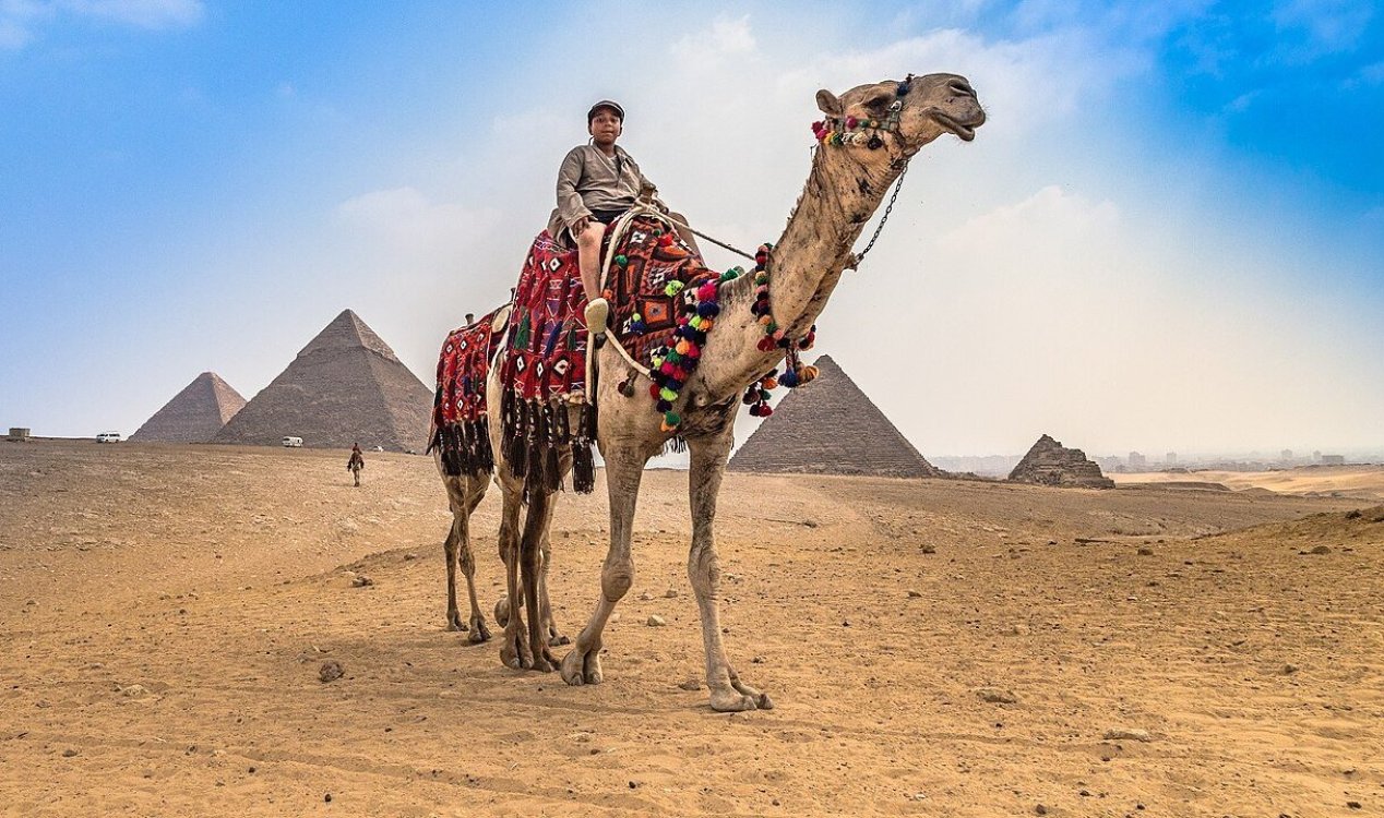 Camel Egypt