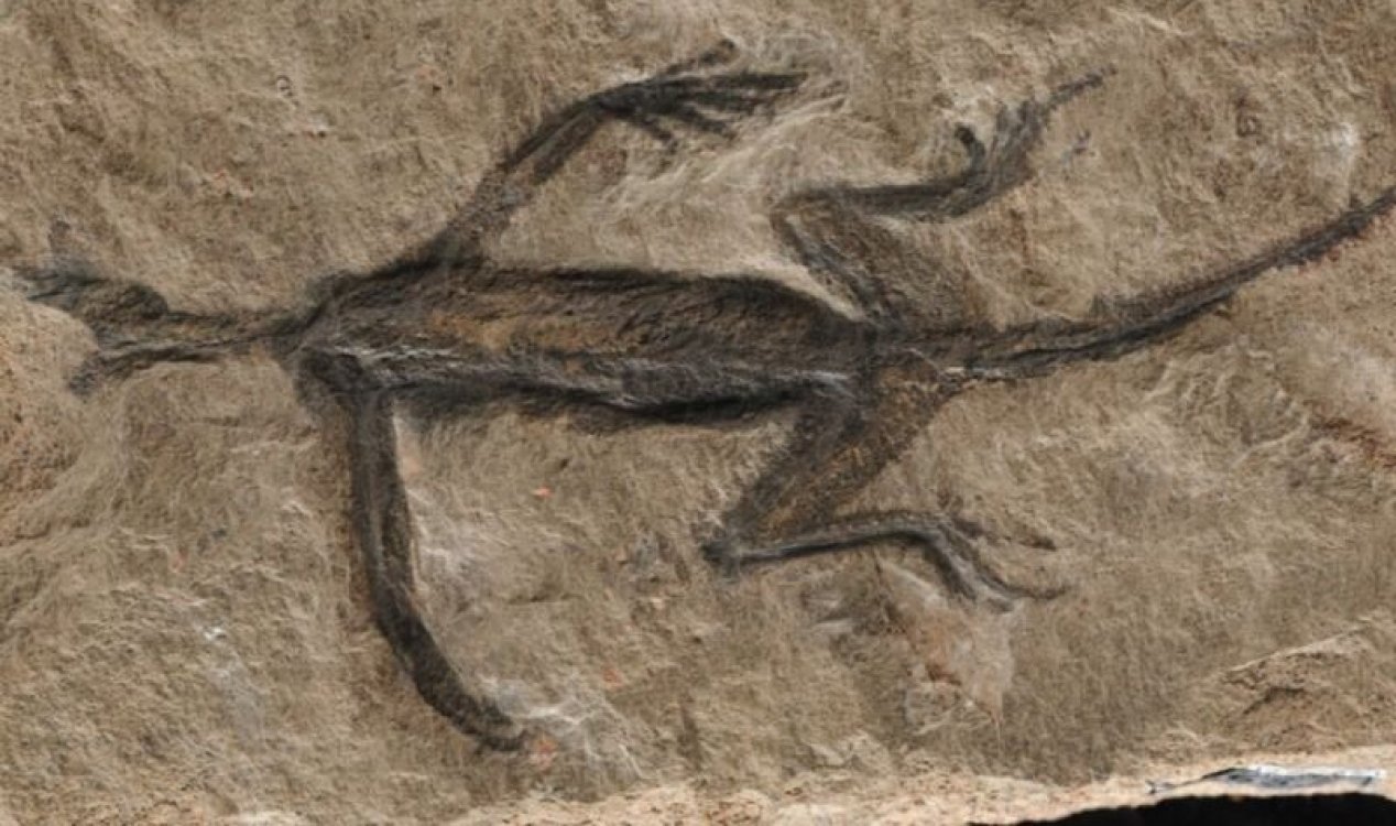 Lizard fossil.