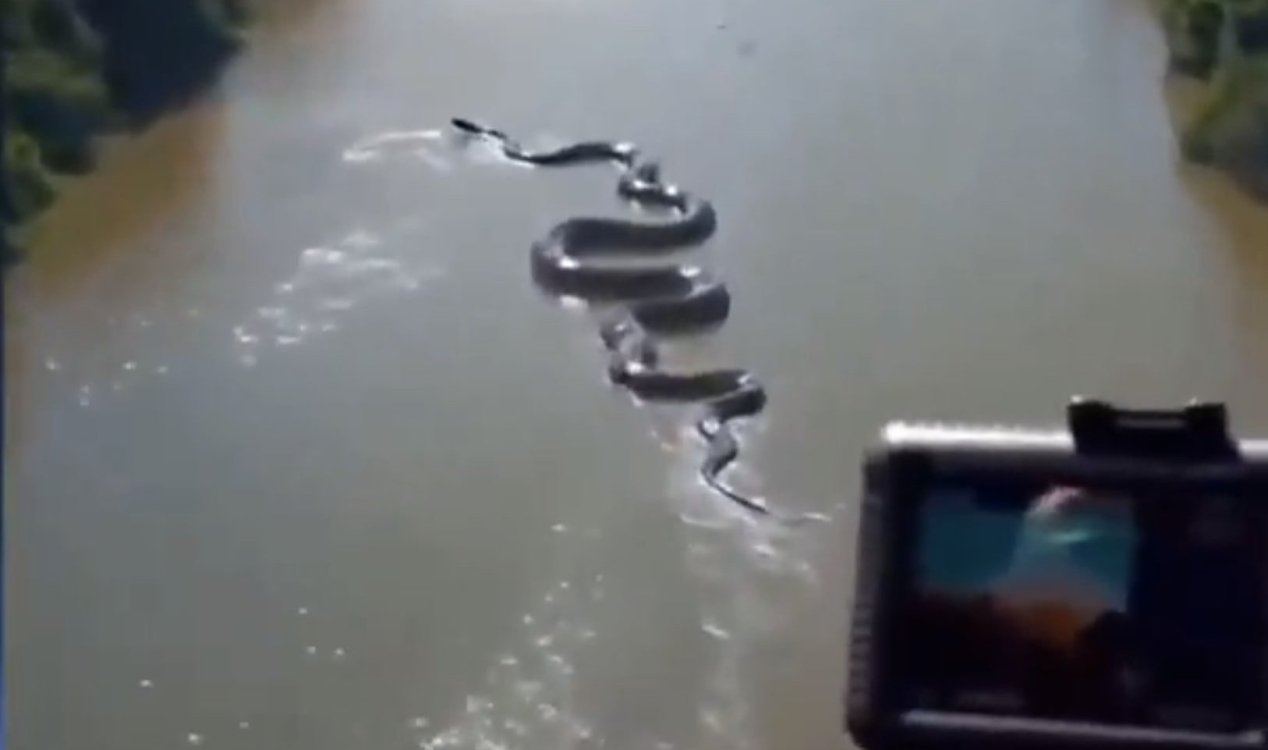 Giant Anaconda