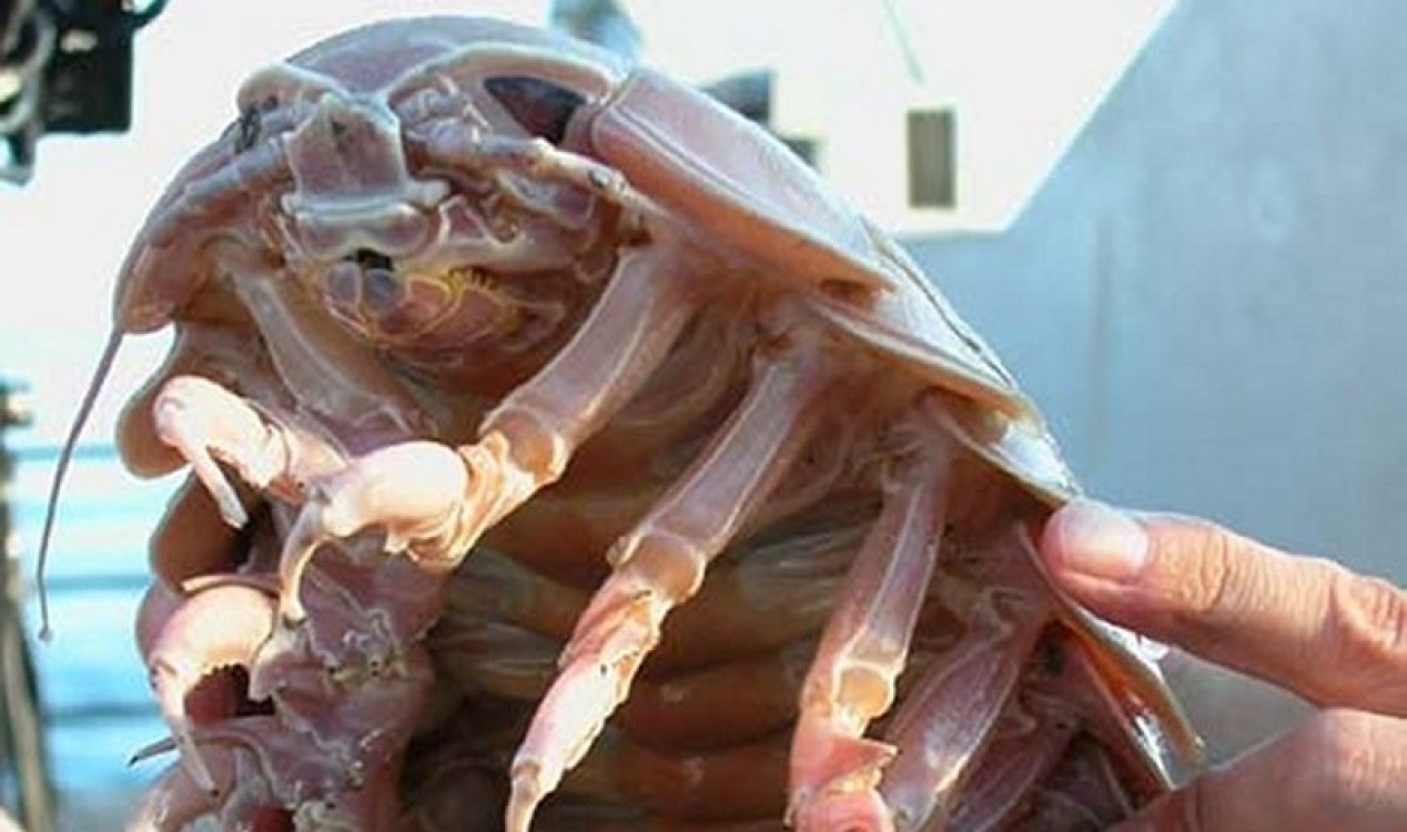Giant isopod