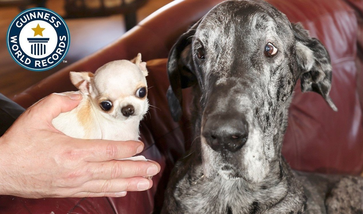 Tallest and shortest dogs