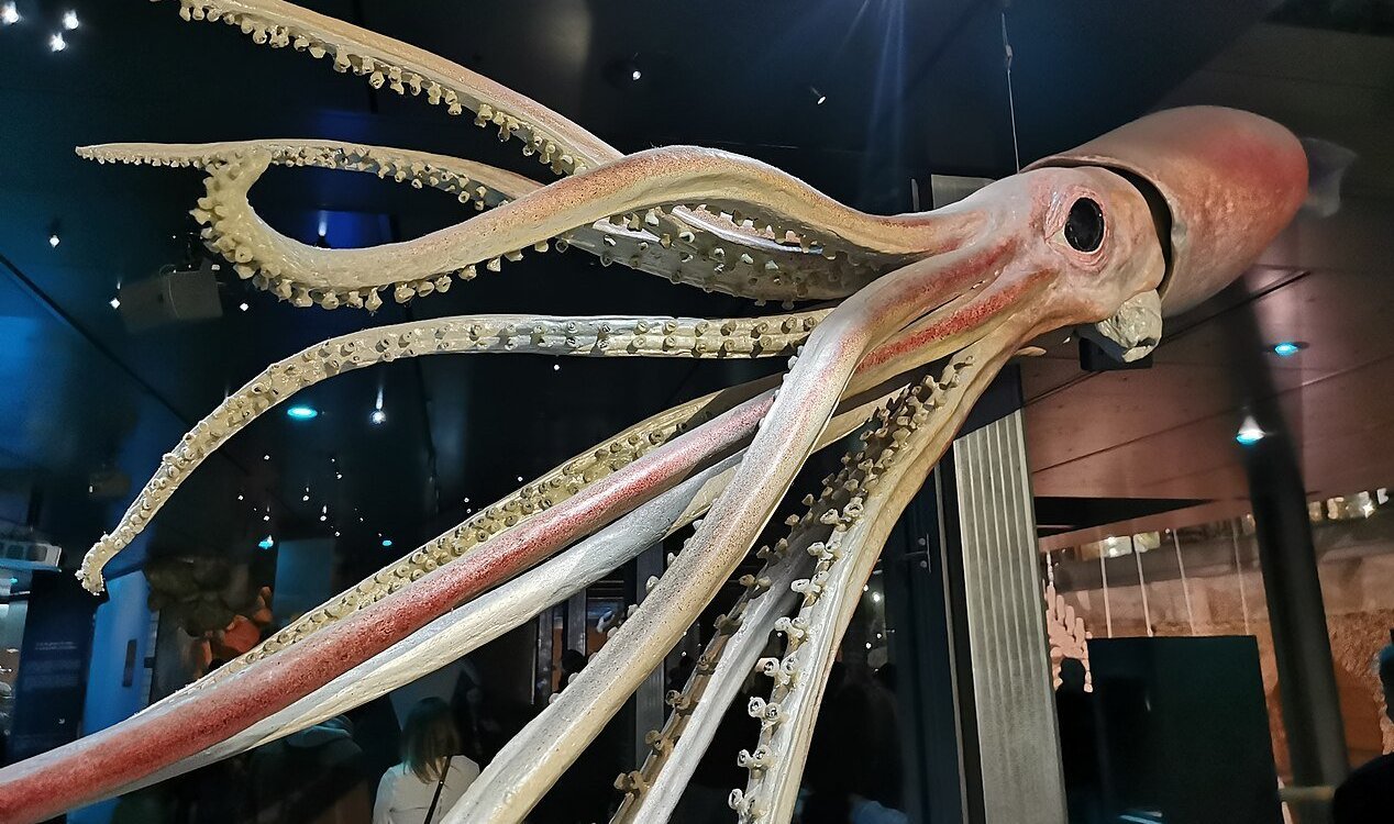 Giant squid