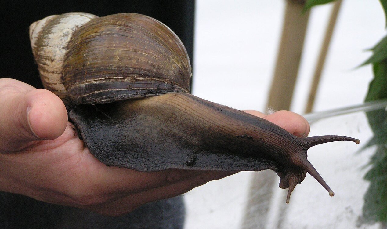 Giant snail