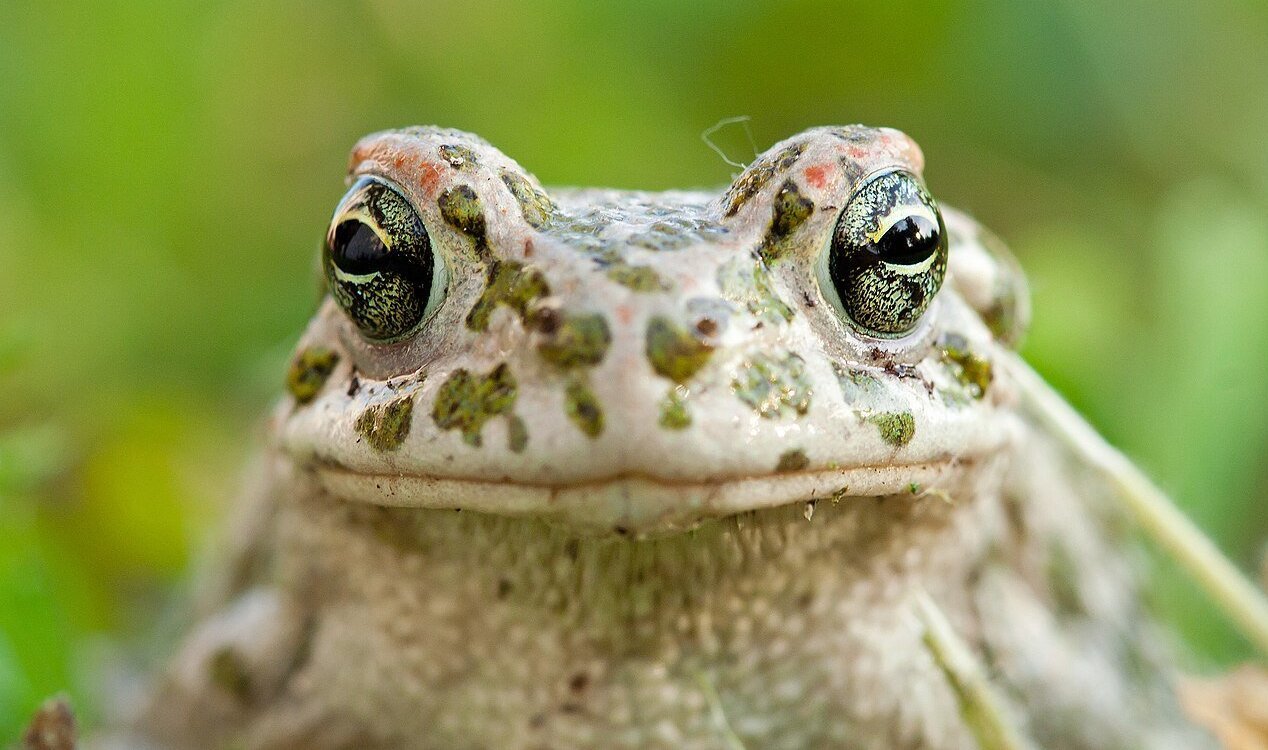 Green toad