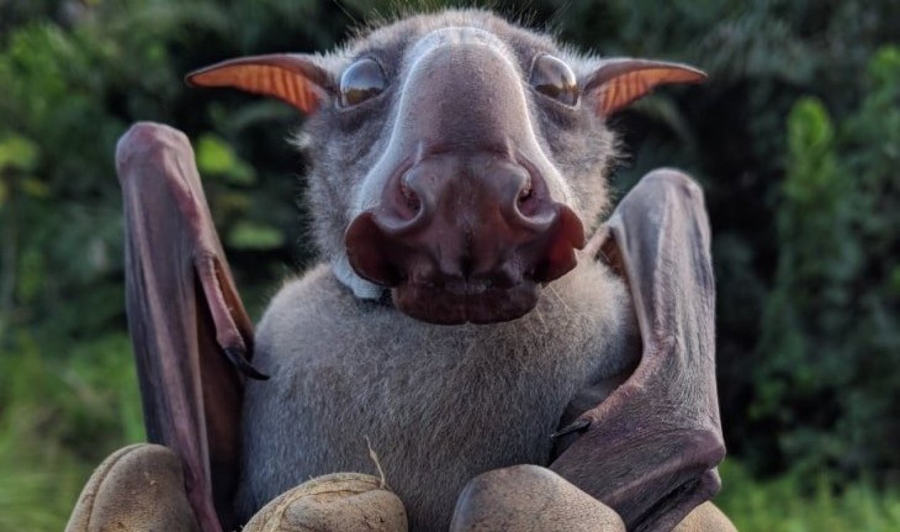 Adult male hammerhead bat.