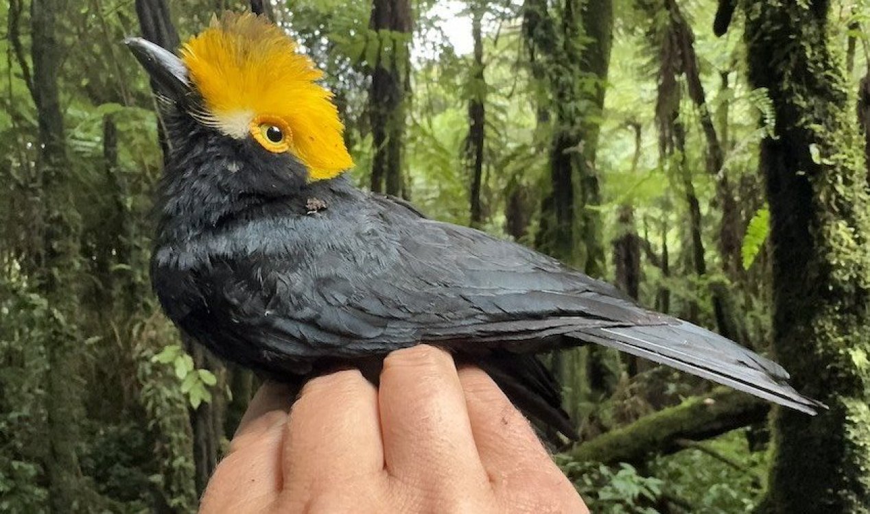 The Yellow-crested Helmetshrike.