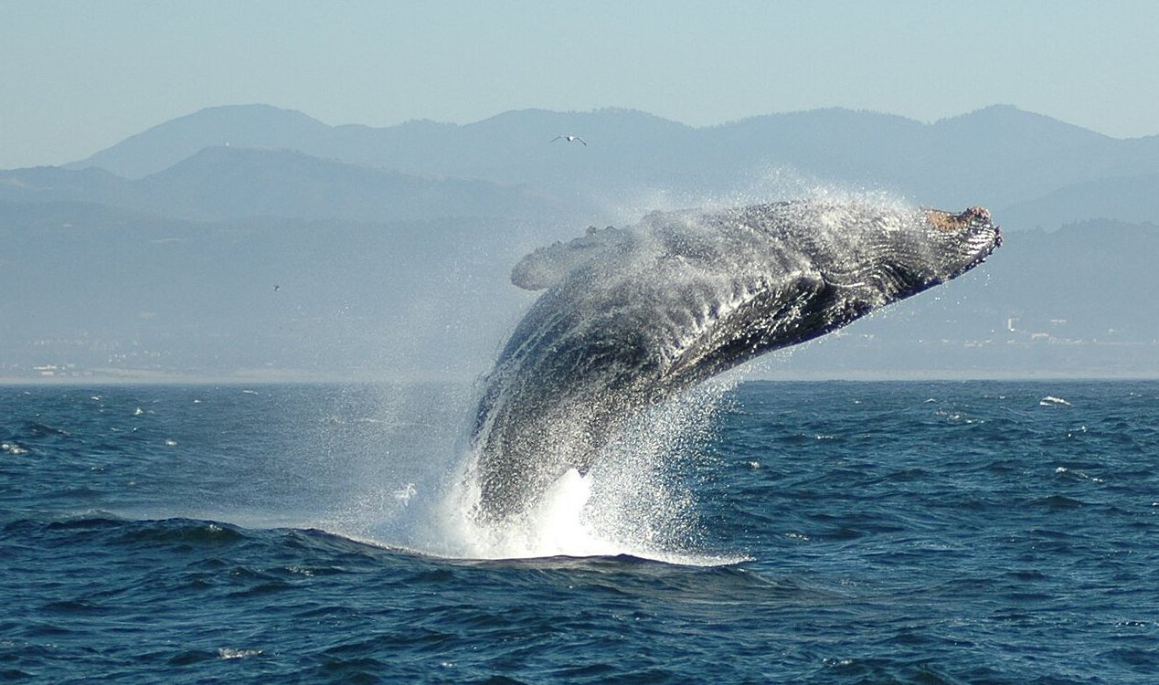 Humpback whale