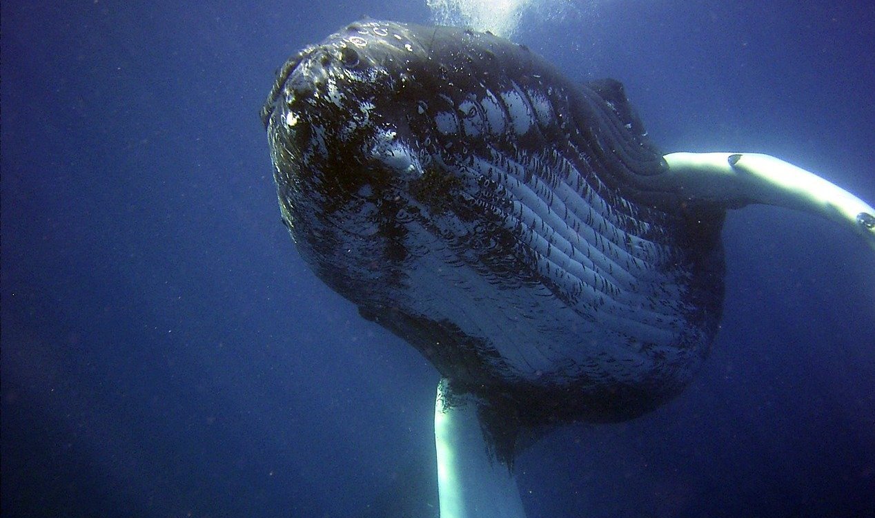 A humpback whale underwater.