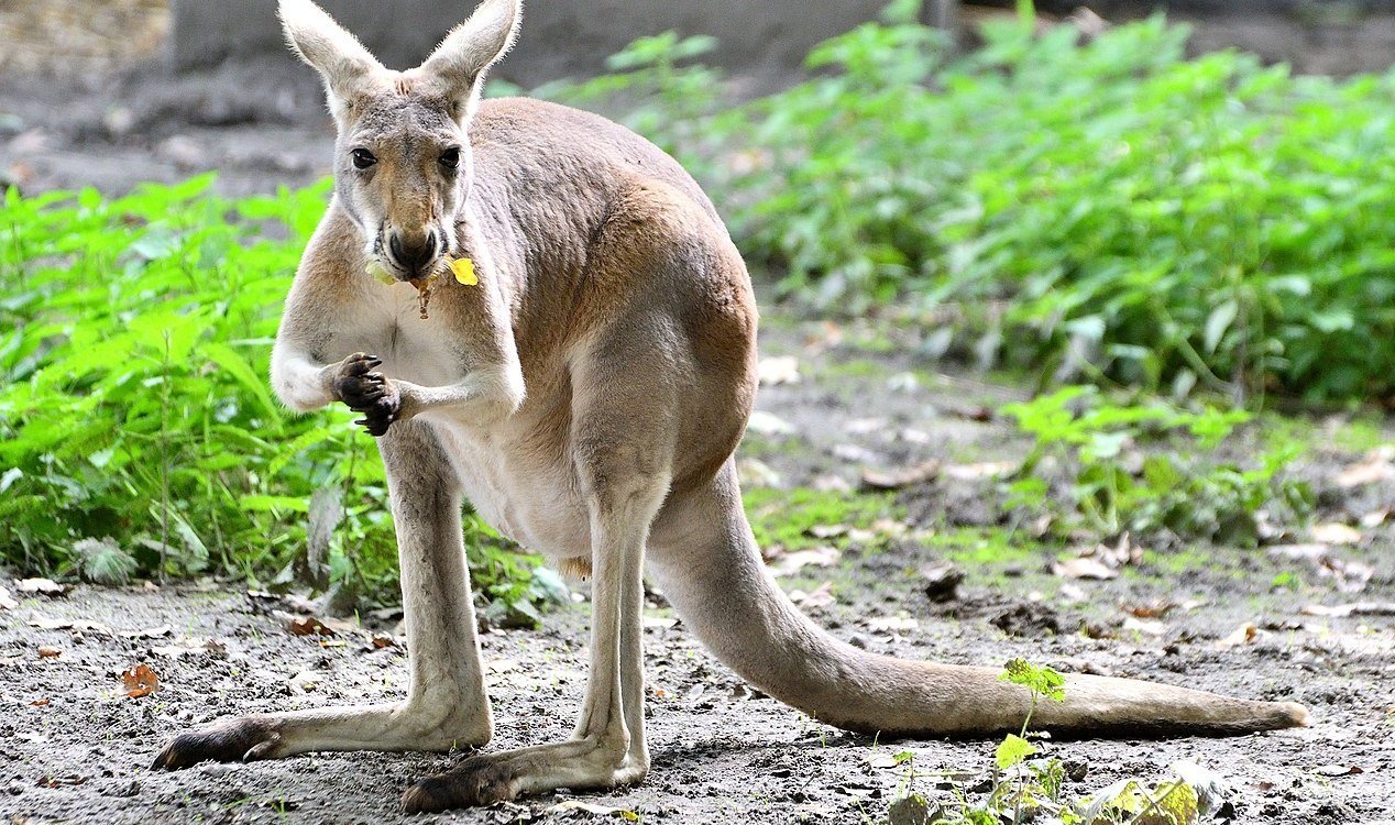 Kangaroo