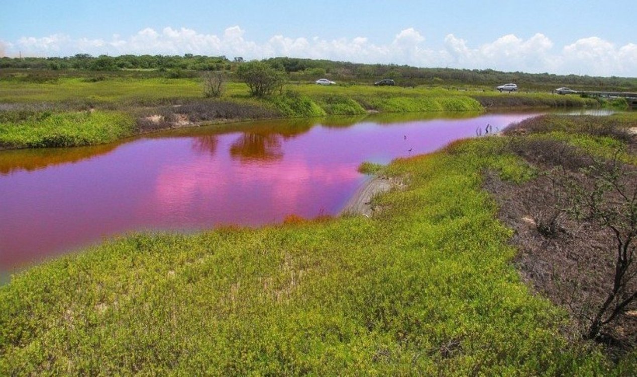 Pink water at Kealia Pond in Hawaii.