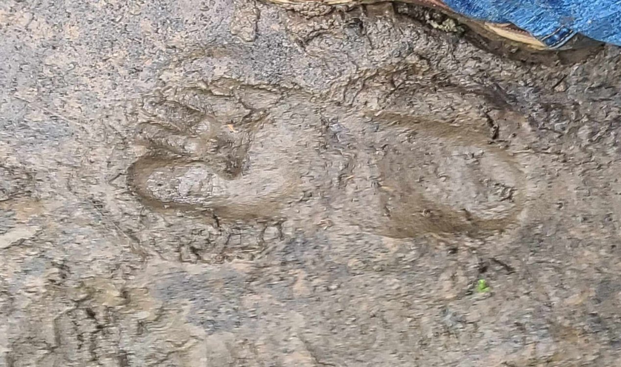 Kentucky footprint.