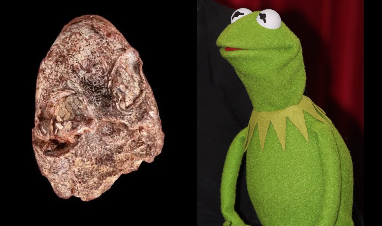 Kermit fossil.