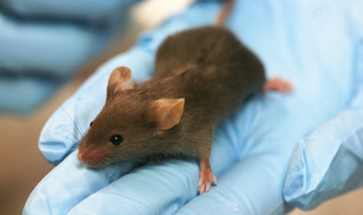 Lab mouse.