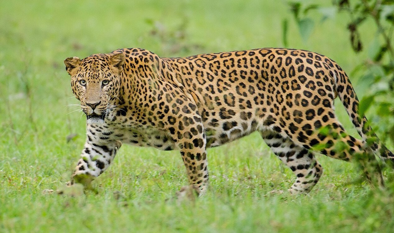 Leopard