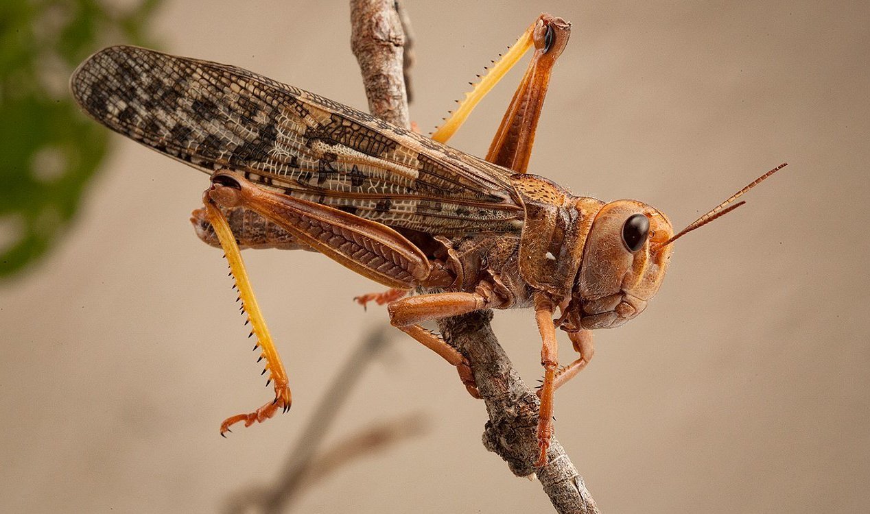 Locust