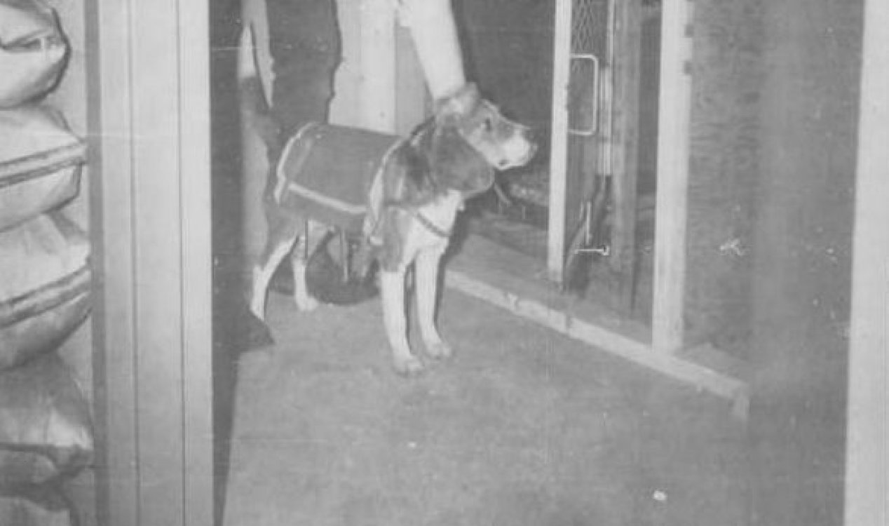 MKUltra dog