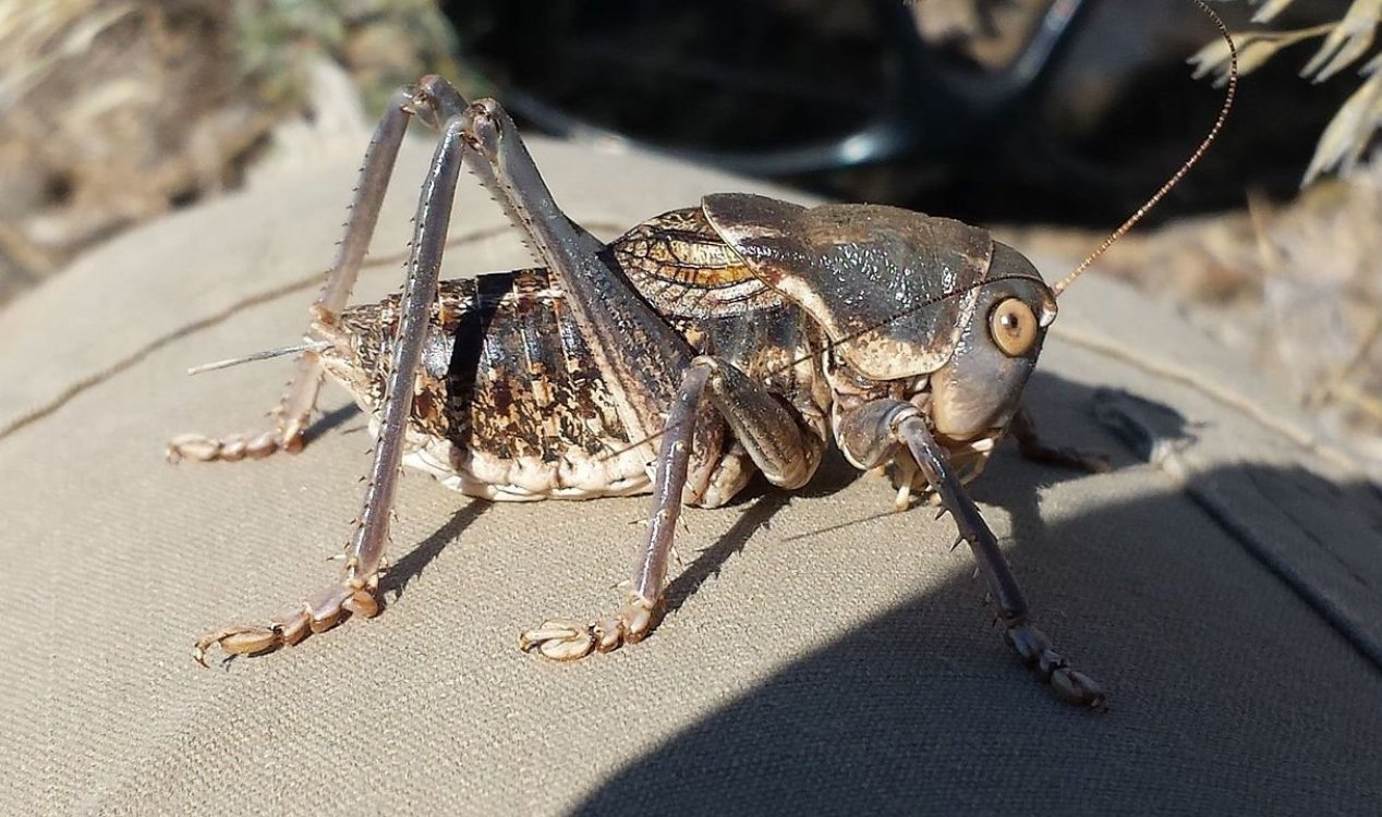 Mormon cricket