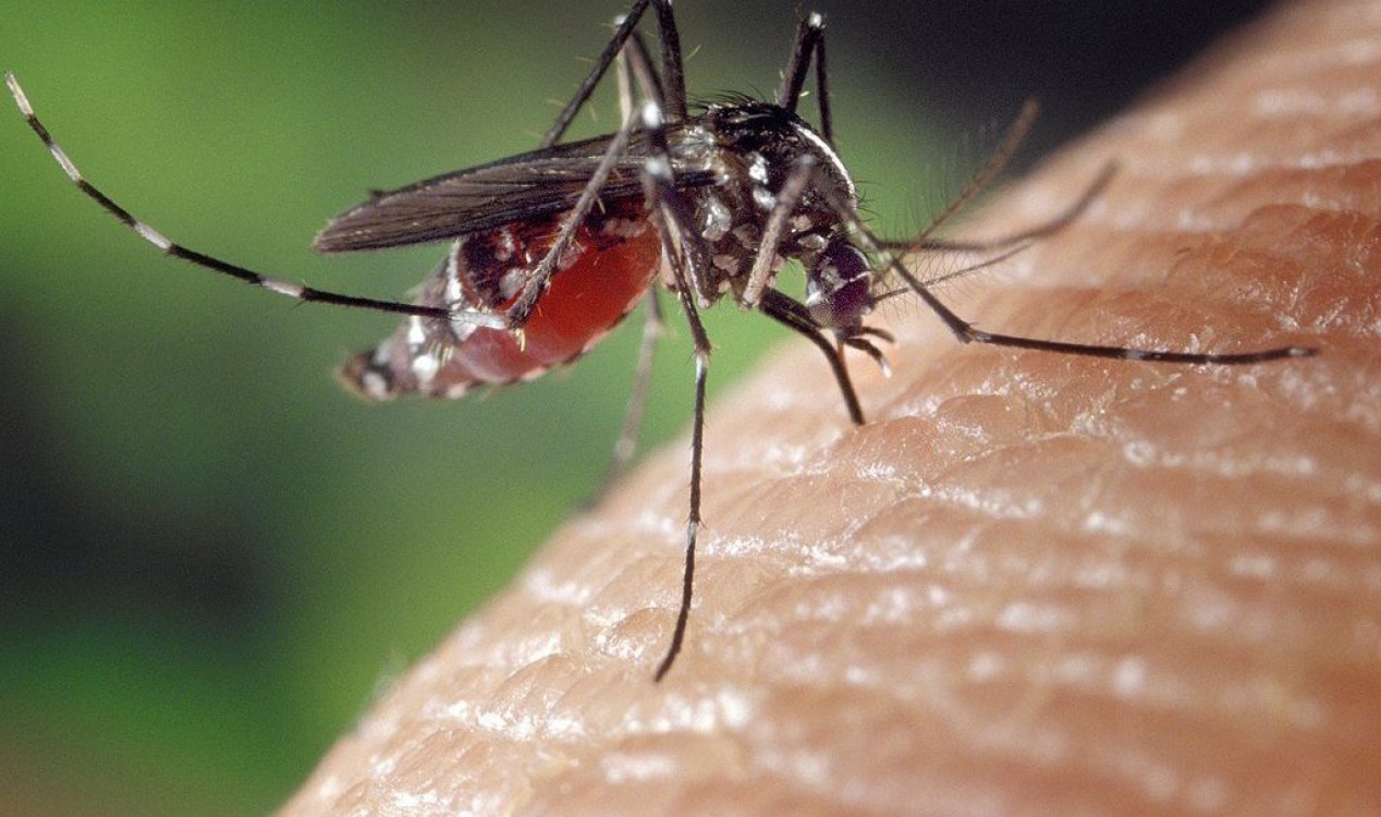 Scientists use mosquitos to deliver experimental malaria vaccine News-hq-mosquito