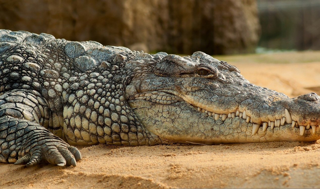 crocodilo assassino que comeu 300 pessoas